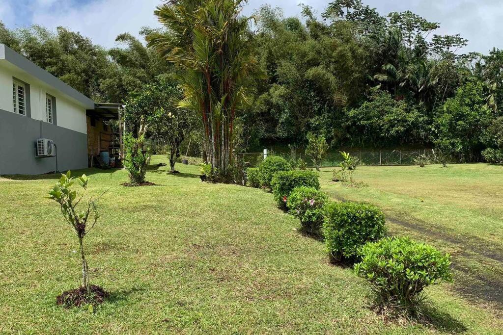 972B-Coin De Verdure Au Pied De La Montagne Pelee Le Morne-Rouge Exterior foto